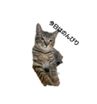 Junのねこ（個別スタンプ：1）