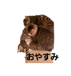 Junのねこ（個別スタンプ：2）