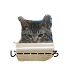 Junのねこ（個別スタンプ：3）