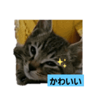 Junのねこ（個別スタンプ：4）