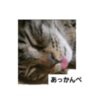 Junのねこ（個別スタンプ：5）