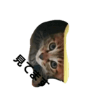 Junのねこ（個別スタンプ：6）