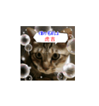 虎吉福島3（個別スタンプ：1）