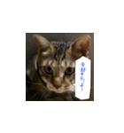 虎吉福島3（個別スタンプ：2）
