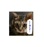 虎吉福島3（個別スタンプ：3）
