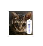 虎吉福島3（個別スタンプ：4）