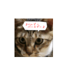 虎吉福島3（個別スタンプ：5）
