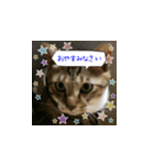 虎吉福島3（個別スタンプ：7）
