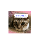 虎吉福島3（個別スタンプ：8）