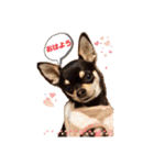 チワワのルイくん⋆*ೄ（個別スタンプ：1）