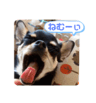 チワワのルイくん⋆*ೄ（個別スタンプ：4）