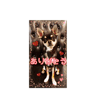チワワのルイくん⋆*ೄ（個別スタンプ：9）