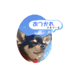 チワワのルイくん⋆*ೄ（個別スタンプ：10）