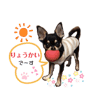 チワワのルイくん⋆*ೄ（個別スタンプ：11）