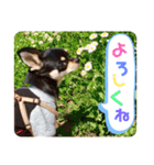 チワワのルイくん⋆*ೄ（個別スタンプ：12）