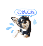 チワワのルイくん⋆*ೄ（個別スタンプ：14）