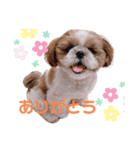 げんスタンプ（普段＆MAX）（個別スタンプ：1）