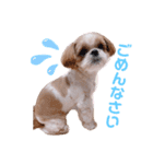 げんスタンプ（普段＆MAX）（個別スタンプ：2）