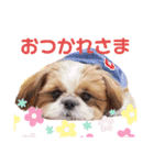 げんスタンプ（普段＆MAX）（個別スタンプ：5）