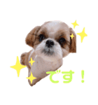 げんスタンプ（普段＆MAX）（個別スタンプ：10）