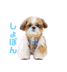 げんスタンプ（普段＆MAX）（個別スタンプ：14）