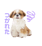 げんスタンプ（普段＆MAX）（個別スタンプ：15）