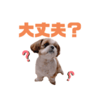 げんスタンプ（普段＆MAX）（個別スタンプ：20）