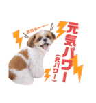げんスタンプ（普段＆MAX）（個別スタンプ：40）