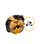 アンリコリン（個別スタンプ：6）