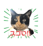 アンリコリン（個別スタンプ：9）