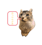 アンリコリン（個別スタンプ：10）