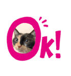 アンリコリン（個別スタンプ：13）