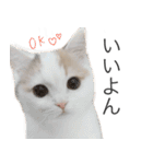 もふもふの、しらすたんぷ（個別スタンプ：1）