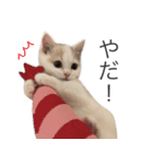 もふもふの、しらすたんぷ（個別スタンプ：2）