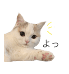 もふもふの、しらすたんぷ（個別スタンプ：3）