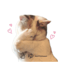 もふもふの、しらすたんぷ（個別スタンプ：4）