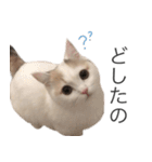 もふもふの、しらすたんぷ（個別スタンプ：5）