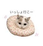 もふもふの、しらすたんぷ（個別スタンプ：7）
