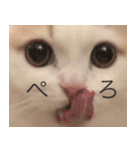 もふもふの、しらすたんぷ（個別スタンプ：8）