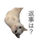 もふもふの、しらすたんぷ（個別スタンプ：11）