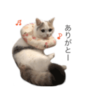 もふもふの、しらすたんぷ（個別スタンプ：12）