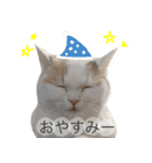 もふもふの、しらすたんぷ（個別スタンプ：13）