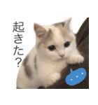 もふもふの、しらすたんぷ（個別スタンプ：14）