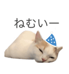 もふもふの、しらすたんぷ（個別スタンプ：15）