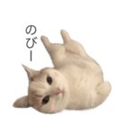 もふもふの、しらすたんぷ（個別スタンプ：16）