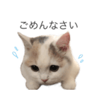 もふもふの、しらすたんぷ（個別スタンプ：17）