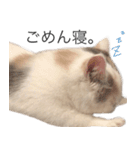もふもふの、しらすたんぷ（個別スタンプ：18）