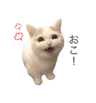 もふもふの、しらすたんぷ（個別スタンプ：19）