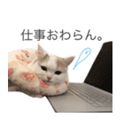もふもふの、しらすたんぷ（個別スタンプ：20）