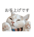 もふもふの、しらすたんぷ（個別スタンプ：21）